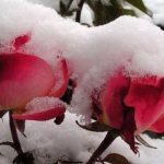 Какую минусовую температуру выдерживают розы. Сколько градусов мороза выдерживают незакрытые розы
