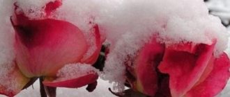 What sub-zero temperatures can roses withstand? How many degrees of frost can unopened roses withstand? 