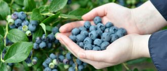 Calorie content of blueberries