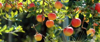 dwarf apple tree