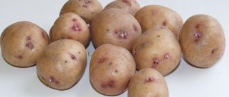 Aurora potatoes