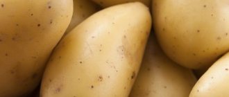 Картофель Гулливер: характеристики сорта, урожайность, отзывы