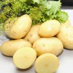 картофель импала