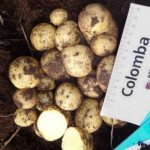 &#39;Colombo Potatoes&#39; width=&quot;600