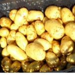 Latona potatoes: description of advantages, disadvantages