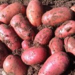 red lady potatoes description of variety photo reviews