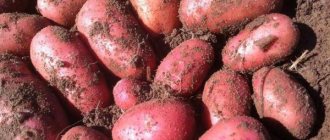 red lady potatoes description of variety photo reviews