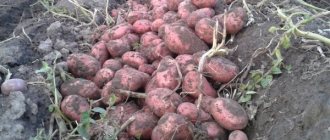 &#39;Potatoes &quot;Rosara&quot;&#39; width=&quot;600