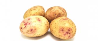 Sineglazka potatoes