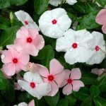 catharanthus ampelous growing from seeds