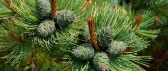 Cedar dwarf: a woody bush that can decorate any area