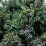 Кипарисовик Лавсона Колумнарис — вечнозеленый долгожитель