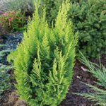Lawson&#39;s cypress - description, characteristics, main varieties, growing conditions