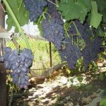 Кисти винограда сорта Атос на шпалере вдоль забора из сетки рабицы