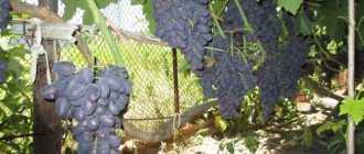 Clusters of Athos grapes on a trellis along a chain-link fence