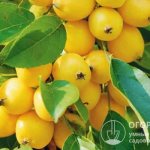 «Китайка золотая» (на фото) – приносит весомые урожаи небольших янтарно-желтых фруктов
