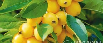 &quot;Golden China&quot; (pictured) - brings significant harvests of small amber-yellow fruits