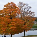 Canadian maple - description, characteristics, popular species, how to plant correctly?