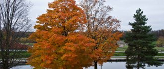 Canadian maple - description, characteristics, popular species, how to plant correctly?