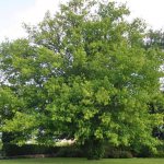 Ash-leaved maple: distribution and description