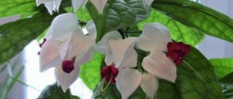 Clerodendrum: description of the plant, care features