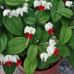 Clerodendrum thompson