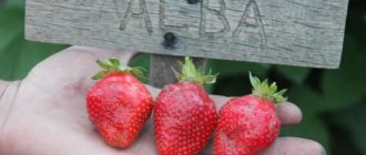 Strawberry variety Alba