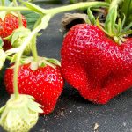 Strawberry variety Chamora Turusi