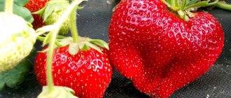 Strawberry variety Chamora Turusi