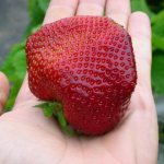 Strawberry variety Tsunaki