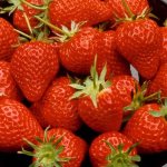 Strawberry variety Lambada
