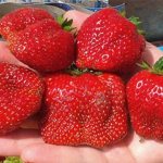 Strawberry variety Vima Xima