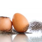 When do guinea fowls start laying eggs?