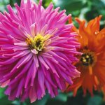 When and how to sow zinnia for seedlings: tricks from advanced gardeners
