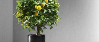 When not to replant a lemon