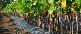 When to plant grapes in Krasnodar. We reveal the secret: when to plant grapes 