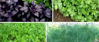 When to sow parsley and dill before winter and is it possible to do it?