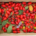 When to collect rose hips for the winter. Gather rose hips for the winter! 