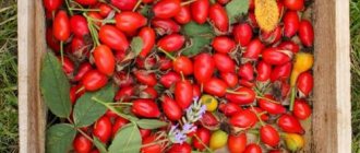 When to collect rose hips for the winter. Gather rose hips for the winter! 