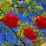 When to collect red rowan