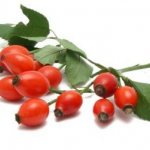 When does rose hips ripen in the Moscow region? Harvesting rose hips in central Russia, Moscow region 14 