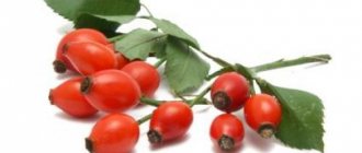 When does rose hips ripen in the Moscow region? Harvesting rose hips in central Russia, Moscow region 14 