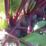 When to remove beets from the garden for storage: harvesting on time