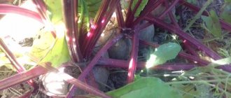 When to remove beets from the garden for storage: harvesting on time