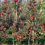 Columnar apple varieties