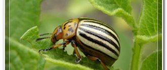 Colorado potato beetle eats tops