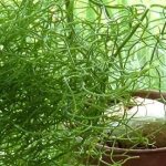 Indoor bulbous plants: bovea