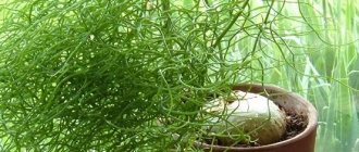 Indoor bulbous plants: bovea