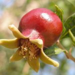 Indoor pomegranate: care, propagation, replanting, pruning