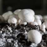 Compost for champignons